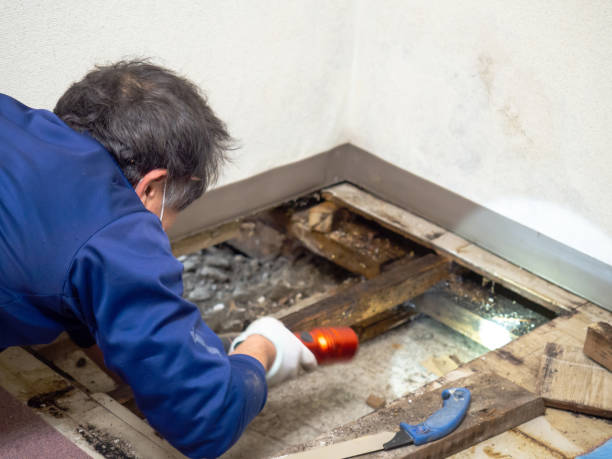 Best Home Mold Removal  in Hallam, PA