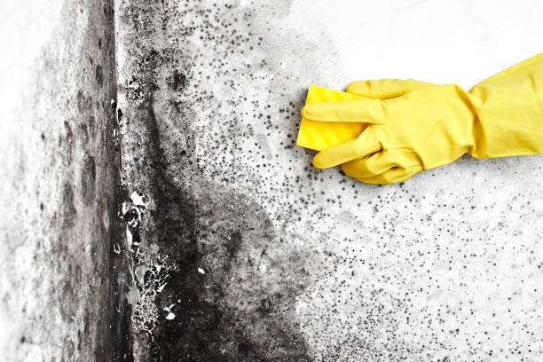 Best Local Mold Removal Service  in Hallam, PA
