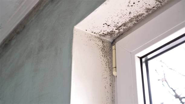 Best Black Mold Removal  in Hallam, PA
