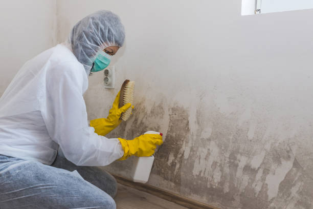 Best Certified Mold Removal  in Hallam, PA