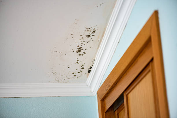 Best Mold Remediation  in Hallam, PA