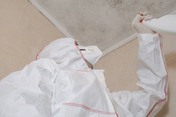 Best Mold Damage Repair  in Hallam, PA