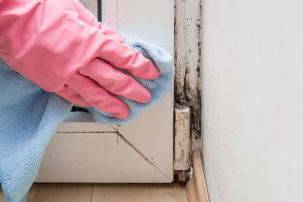 Best Commercial Mold Removal  in Hallam, PA