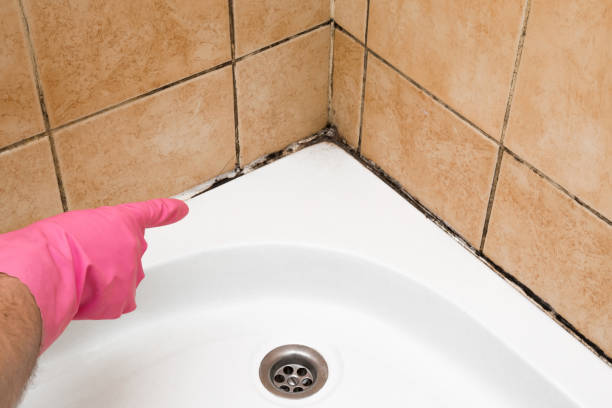Best Mold Removal Company Near Me  in Hallam, PA